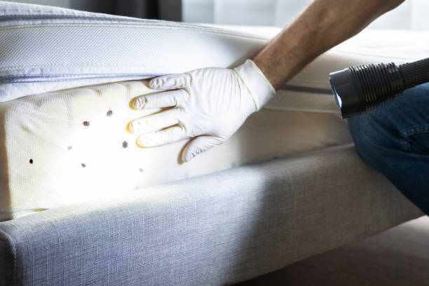 Insect Control in Woodbridge, CA